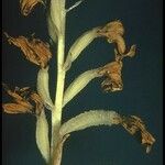 Cephalanthera austiniae Fruit