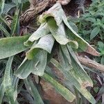 Aechmea fasciata Leaf