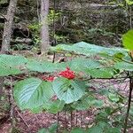 Viburnum lantanoides Fruit