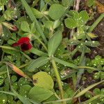 Tetragonolobus purpureus Leaf