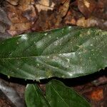 Polyceratocarpus microtrichus Leaf