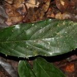 Polyceratocarpus microtrichus List