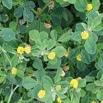 Medicago lupulina ശീലം