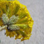 Abronia latifolia Flower