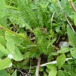 Pedicularis ascendens Leaf