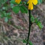 Hippocrepis emerus Habit