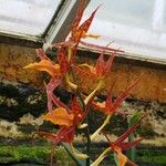 Brassia arachnoidea 花