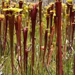 Sarracenia flava Habitatea