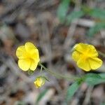 Helianthemum nummulariumKwiat