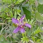 Guaiacum angustifolium Квітка