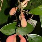 Licania hypoleuca Fruit