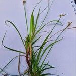 Carex ornithopoda Casca