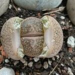 Lithops aucampiae Frucht