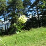 Trifolium ochroleucon Flor