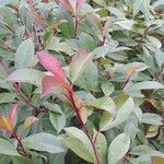 Photinia fraseri Blad