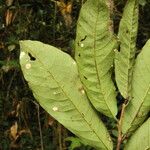 Isolona hexaloba Hoja