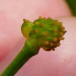 Ranunculus flammula Fruto