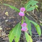 Impatiens glanduliferaFiore