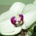 Phalaenopsis × intermedia Flower