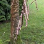 Salix × pendulina Vrucht