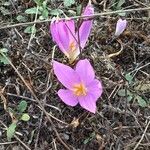 Colchicum montanumപുഷ്പം