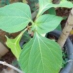 Tithonia diversifolia Feuille