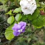 Brunfelsia australis Квітка