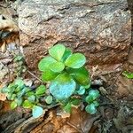 Sedum ternatum Leaf