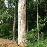 Bobgunnia fistuloides Corteza