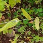 Turritis brassica Leaf