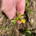 Gratiola lutea