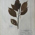 Cinnamomum glanduliferum Otro