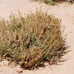 Salsola longifolia Φρούτο