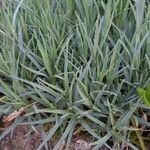 Dianthus plumarius Fuelha