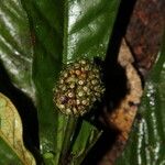 Psychotria kupensis