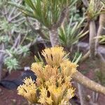 Kleinia neriifolia Fiore