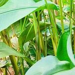 Heliconia bihai Rusca