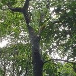 Nephelium ramboutan-ake Ŝelo