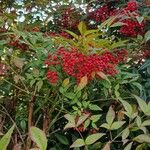 Sambucus racemosa Φρούτο