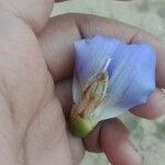 Acanthus ilicifolius Flower