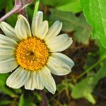 Anthemis cretica Floare