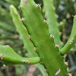 Euphorbia grandidens Листок
