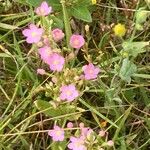 Centaurium littorale Flor