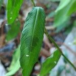 Polygonum persicaria برگ