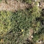 Trifolium uniflorum Plante entière