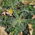 Achillea tomentosa पत्ता