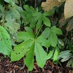 Sterculia macrophylla 葉