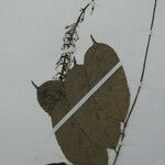 Mabea speciosa Otro