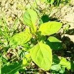 Chenopodium polyspermum Blad