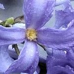 Clematis heracleifolia Flower